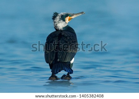 Great Cormorant, Phalacrocorax carbo, sitting in the blue water. Spring on the lake with beutiful bird. Wildlife scene from nature. Cormorant in the river habitat, Germany, Europe.