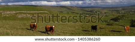 High resolution panorama of grazing cows on an Irish pasture. 