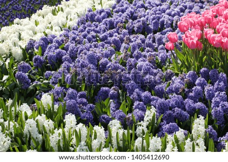 Hyacinth and tulips in a park
