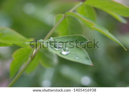 Dew drops after rain on flowers and leaves close up