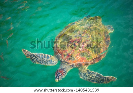 top view, sea turtle swimming