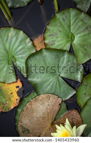 beautiful background. lily pond and leaves