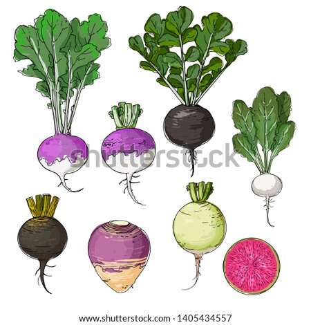 Sketch of food. Salad Turnips, Purple Top Turnip drawn by a line on a white background. Vector drawing of spices.  Royalty-Free Stock Photo #1405434557