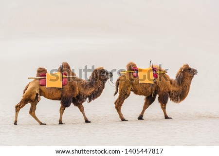 Camels Walking in the Desert Royalty-Free Stock Photo #1405447817