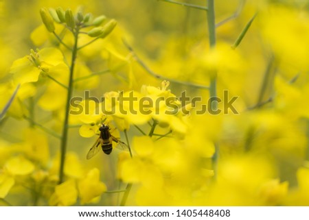 A picture of a bee on top of a yellow flower. Macro shot.