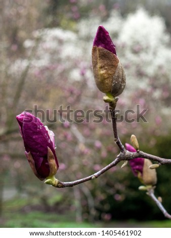 magnolia buds after rain cloudy