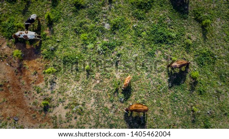 aerial cows / drone photo / highway and greenyard