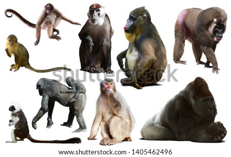 Collection of different kinds of primates from all continents 