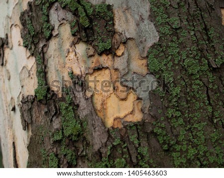 Platanus Platan texture Plane Tree Wood bark, crust, cortex, rind, cork, incrustation