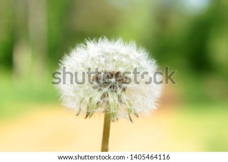 beautiful flower called dandelion on a magical summer day