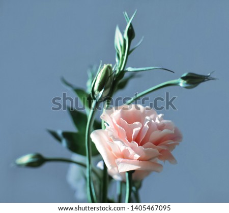 Beauty tender blur flower of elegant delicate pink eustoma with blue transmitting petals on light background in a pastel colors is a very romantic gift to present for beloved to valentine's day