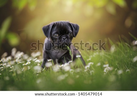 Little black pug puppy in white flowers looking ahead