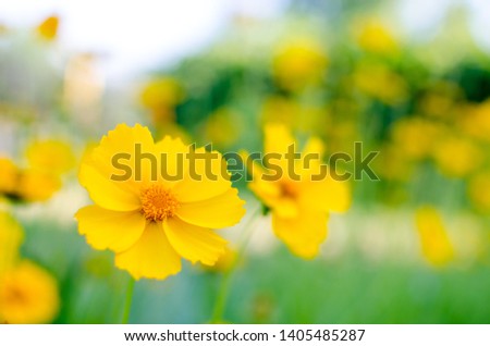 Beautiful large decorative yellow flowers coreopsis on a bed in the summer sunny garden macro closeup