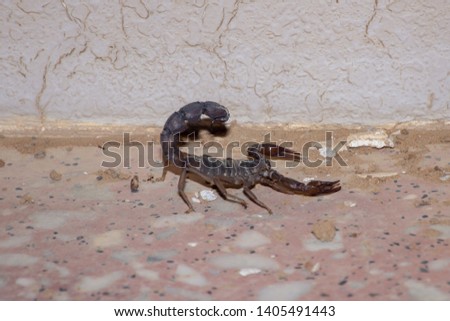 A black fat tailed scorpion (Androctonus bicolor) at night in the desert in United Arab Emirates.