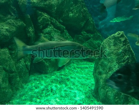 fish swimming in their natural habitat, captured very closely in high resolution
