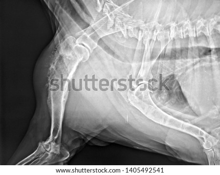 X-ray image of swelling forelimb lameness dog show osteosarcoma bone tumor at foreleg Royalty-Free Stock Photo #1405492541
