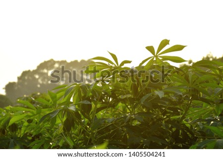 Cassava tree,Is a plant of the farmers who grow to sell