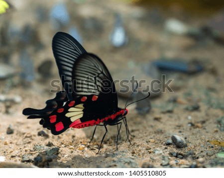 Butterflies in nature, Beautiful butterfly of nature, Biodiversity of butterfly
