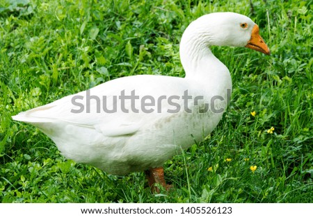 Close up white duck in the grass field. Animal Concept.