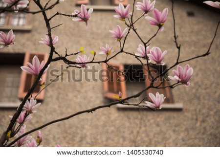 Magnolia bud flower blossom at window
