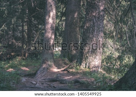 evergreen forest with spruce and pine tree under branches. low light details with trunks and empty ground - vintage retro film look
