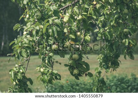 apple tree branches in green summer day with rain. full of green apples - vintage retro look