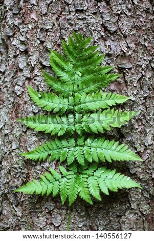 Image of fern against the wooden bark