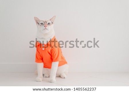 Funny cat going on vacation,wear beach shirt and hat in summer concept .