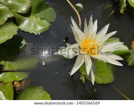 A lotus flower blooms in water pot