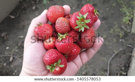 Fresh strawberries harvested in the garden.