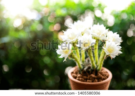 Cactus flower blossom. WHITE echinopsis subdenudata flower blooming in brown pottery on wooden table. natural daylight