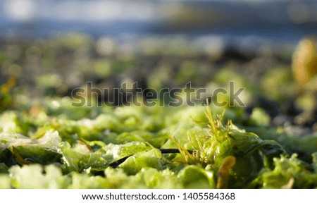 Closeup of moss and mossy sand. Textured moss picture close up. 