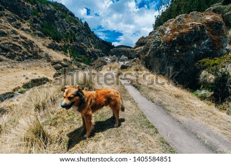 red haired happy dog in the mountains in peru