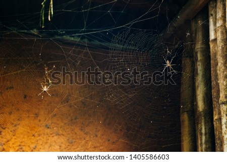 spider with cobwebs on a wooden building