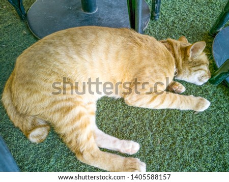 Find cat asleep Stock Images in HD and millions of other royalty-free stock photos, illustrations, and vectors in the Shutterstock collection. ... cat yawns close-up
