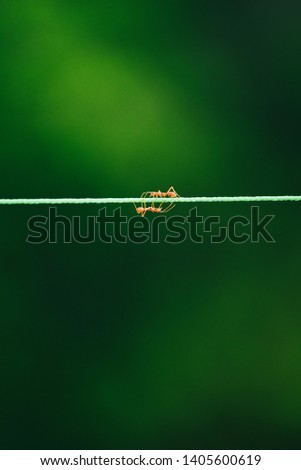 Ants walking on rope in nature background.