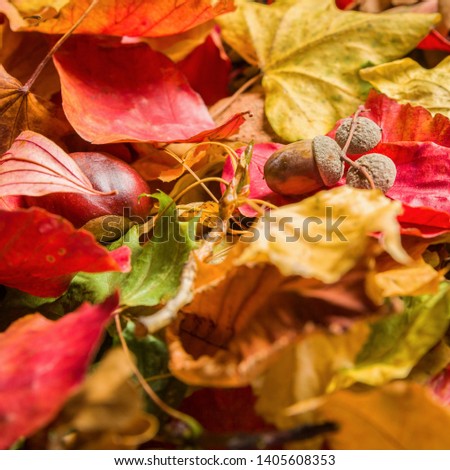 Colorful autumn foliage lying on the ground.