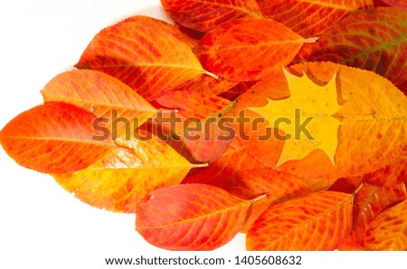 texture, background, pattern, autumn leaves, bright saturated colors, trees are amazingly beautiful in autumn, nature says goodbye to warm summer days