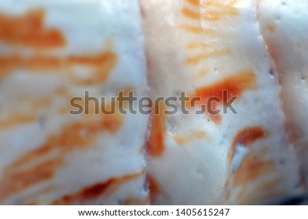 Texture of seashells from the sea and ocean macro photo