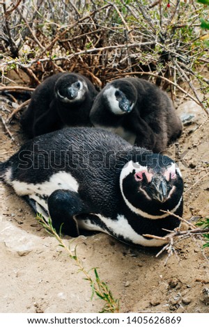 Penguin chick and mother. Penguin colony, Chile, Patagonia