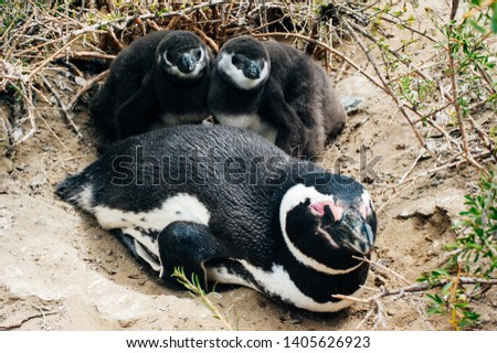 Penguin chick and mother. Penguin colony, Chile, Patagonia