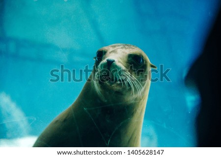 young seal in a park aquarium in mexico city