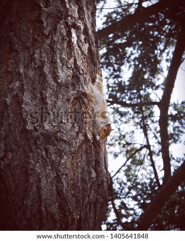 Squirrel Feasting on  a Nut
