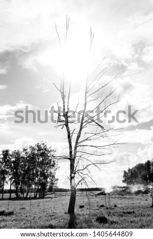 
lonely dry tree on a background of gray clouds, gloomy background