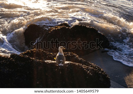 Seagull sitting on the stone of sea coast near the water in california