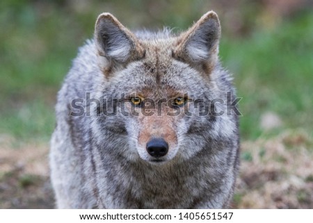 Male coyote portrait in spring Royalty-Free Stock Photo #1405651547