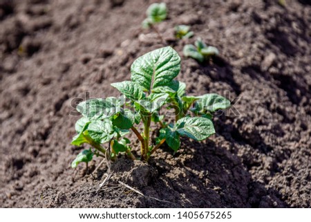 Green sprouts of young potatoes in early spring at the kitchen garden.  Young shoots. Rows of vegetable beds planted with potatoes in the rural kitchen garden. Close-up. Selective focus. Copy space. Royalty-Free Stock Photo #1405675265