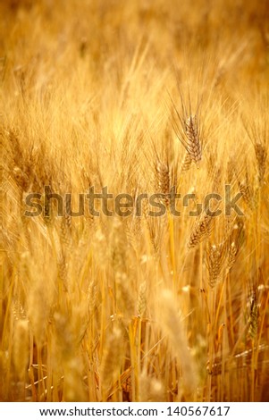 Agriculture golen background in Tuscany