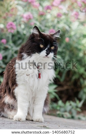 Fuzzy Green Eyed Cat Relaxes Outside in Spring