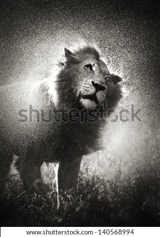Male lion shaking off water in rainstorm - Kruger National Park - South Africa